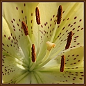 Fiore 2